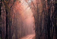 雨燕直播app怎么下载？安全下载及使用指南全解析